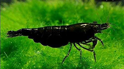 ShrimpRack™ 10 Live Freshwater Shrimps for Your Planted Tanks, Nano Aquariums. Fully Mature Breeding Age. Live Arrival Guarantee. Pick Your Colors (Black Rose)