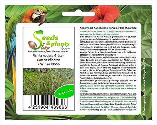 Stk - 10x Ficinia nodosa Gräser Garten Pflanzen - Samen ID556 - Seeds & Plants Shop by Ipsa