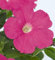 100 semi di fiori di petunia, rosa