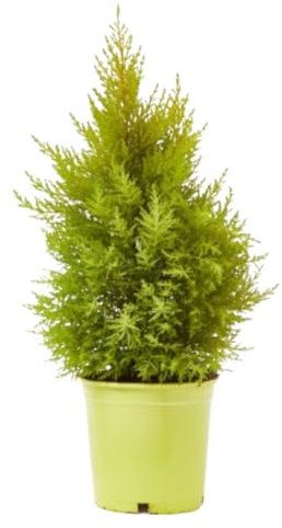 Verdecora Ciprés Macrocarpa 'Wilma' | Cupressus macrocarpa 'Wilma' | Planta natural de exterior en maceta de 5L | Follaje Verde Limón Brillante | Forma Columnar Compacta