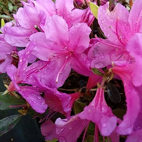 Kriechende Immergrüne Zwerg Azalee Iguazu 20-25cm - Rhododendron nakaharai - lebende Gartenpflanze aus den Baumschulen