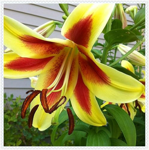 Lilienzwiebeln, Blumenzwiebeln,Frische Luft, Winterhart MehrjäHrig, Riesenlilien Baumlilien，Blumenzwiebeln,Temperament,Gartenpflanzen-8zwiebeln-D