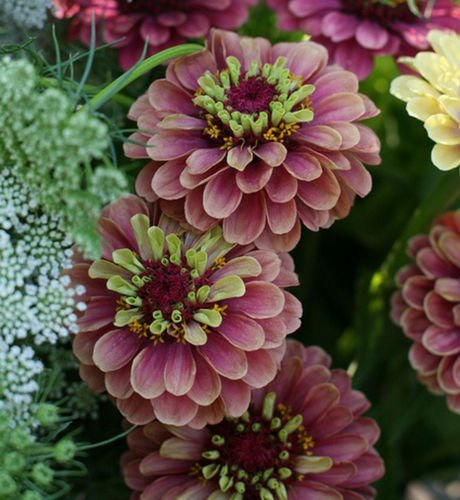 Graines de fleurs annuelles fraîches de Zinnia Lime Red Queen
