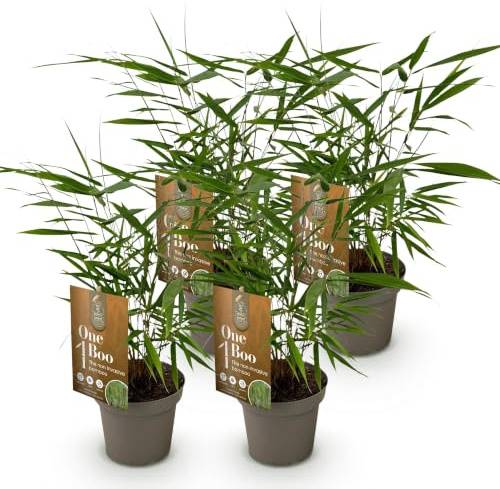 Bambù Fargesia Asian Wonder, Häckväxt, grön, 4 växter, kruka 14 cm