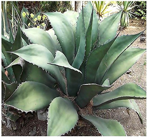 (20) Halbagave salmiana Pianta – VERDE GIGANTE Agave – Sukkulente