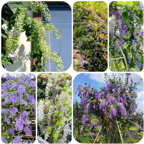 Petrea volubilis, dekopflanzen ranke kletterpflanzen zierblumen für sonnige plätze kletterpflanzen steingartenpflanzen balkon blumenwiese topfblumen balkonblumen schnittblumen 75samen