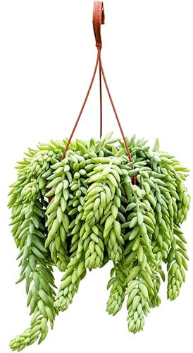 Trailing Basket Burro’s Tail - Sedum Morganianum Burrito - in 14cm Hanging Pot - Trailing Succulent Houseplant - Easy Crare- Donkey’s Tail, Lamb’s Tail, Horses Tail - Indoor Home or Office Gift Plant