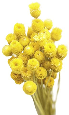Bouquet di Margherite Secche Naturali Gialle - Decorazione in Vaso Floreale con 50 Steli per Tavolo