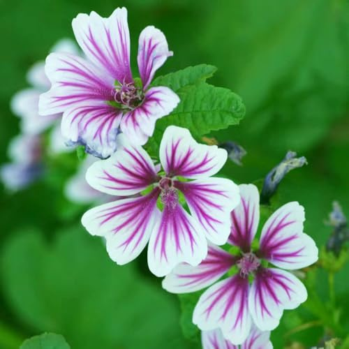 semillas de malva, resistente jardín de balcón exterior 300pcs