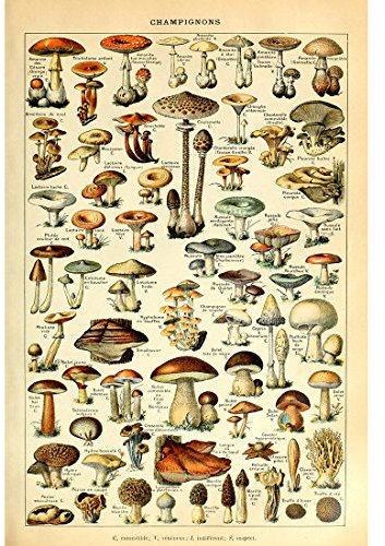 Meishe Art Vintage Poster Print Mushrooms Champignons Identification Reference Chart Diagram Illustration Botanical Educational Wall Decor (33cm x 50cm)