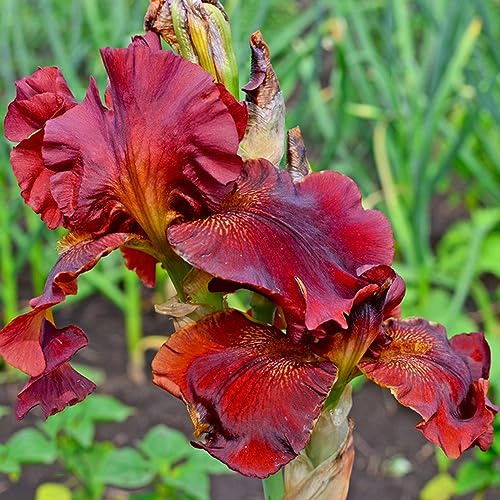iris prado de bulbos de reverdecimiento tejados decoración Camas elevadas para el jardín balcón jardín bonsái interior 18pcs