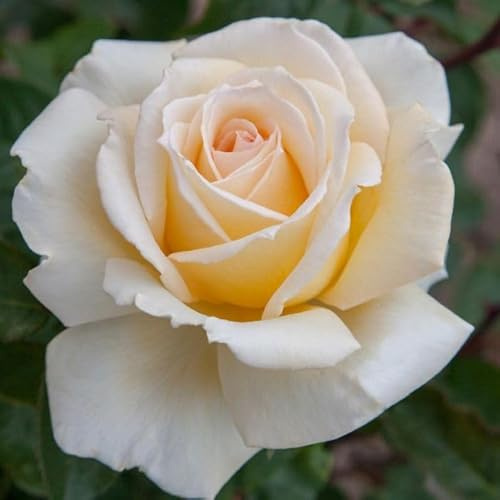 AMDGarden Pianta di Rosa CHRISTOPHE DECHAVANNE ® Meilland Profumata a Cespuglio Rosa Giallo Rifiorente per Esterni Vaso 19 cm