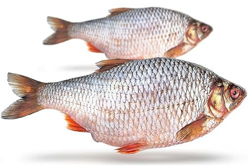 Prebaits Köderfische Rotauge XL - Vakuumverpackt | 25-35CM | 1-2ST