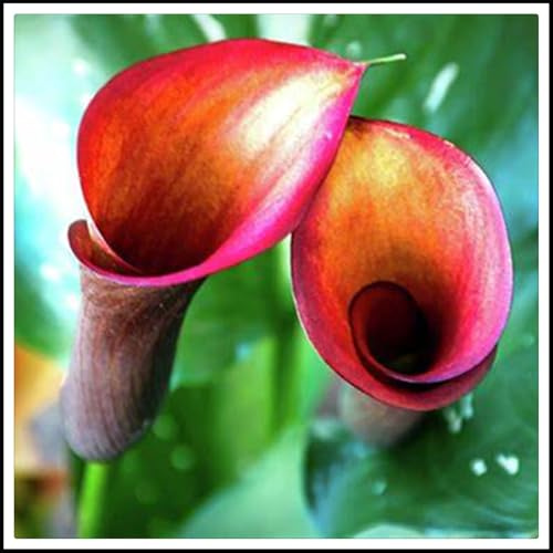 Mysteriöse magische Glühbirne,Beautiful, Luftreinigung,Blumenzwiebel Mix, Calla Pflanzen,Winterhart pflanzen-10 Calla Lilien Zwiebeln-E