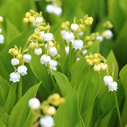 lirio de los valles jardín de jardín interior del balcón cama elevada interior balcón invernadero bulbos resistentes perennes 20pcs