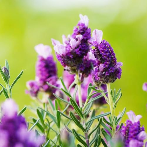 semi di lavanda medicinali semi di estate selvatici balcone giardino lavanda giardino decorazione balconi reali 950pcs