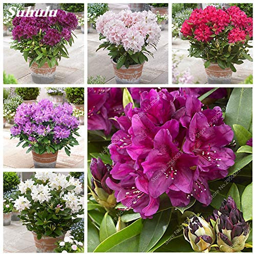Halbfrische 100 japanische Stücke Azalee rododendro Fiore rosa per la Semina