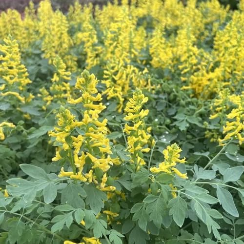 Semi di speronella, estivi copertura del terreno biologici semi di selvatici da balcone da giardino 80pcs