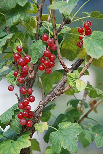 Ribes Rubrum Jonkheer Van Tets