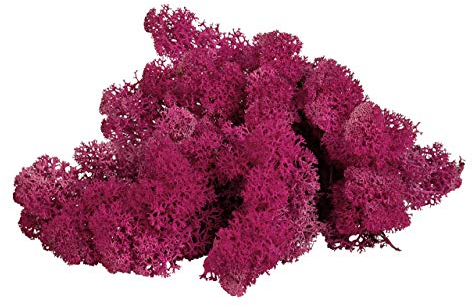 sphagnum-shop.com Islandmoos Rentierflechte konserviertes Moos in Fuchsia 500 g | Echtes buntes Deko Moos für Moosbild Modellbau Basteln