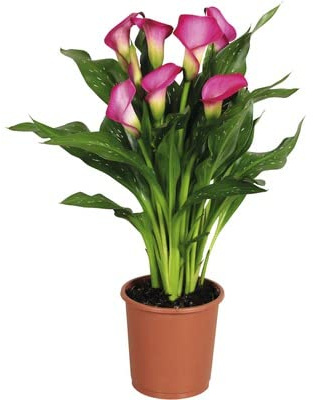 Zantedeschia - Cala Natural Planta de Interior o Exterior para Principiantes