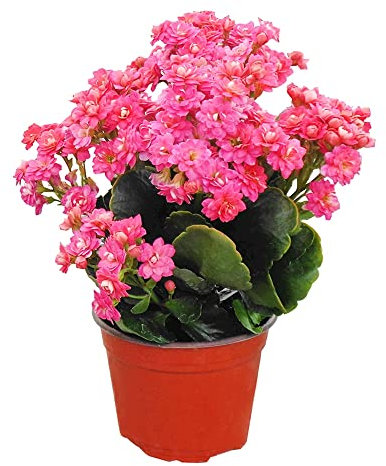 Suculenta Natural de Kalanchoe Calandiva Planta Carnosa de Interior o Exterior