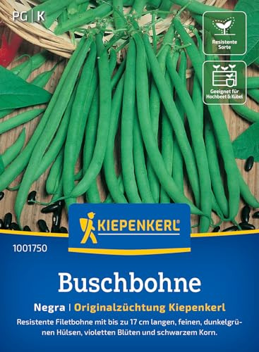Kiepenkerl Buschbohnensamen Negra 1001750, Gemüsesaat | Gemüsesamen für eine resistente Filetbohne mit bis zu 17 cm langen Hülsen, Wuchshöhe 50 cm