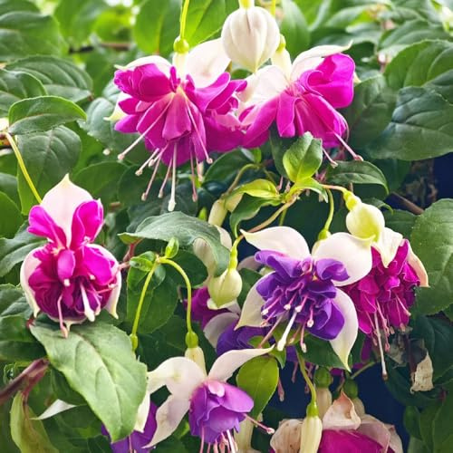 Semillas de fucsia, semillas de para invitados decoración de sala de estar de jardín de rocas resistentes de exterior resistentes 600pcs