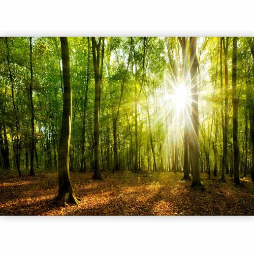 murando PREMIUM Fotomurales Bosque 350x256 cm Papel pintado | tejido no tejido Decoración de Pared decorativos Murales moderna de Diseno Fotográfico Paisaje Naturaleza Rayo de sol