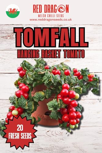 Tom Fall Micro Dwarf Tomato Seeds - Hanging Basket Tomato - 10 Fresh Seeds