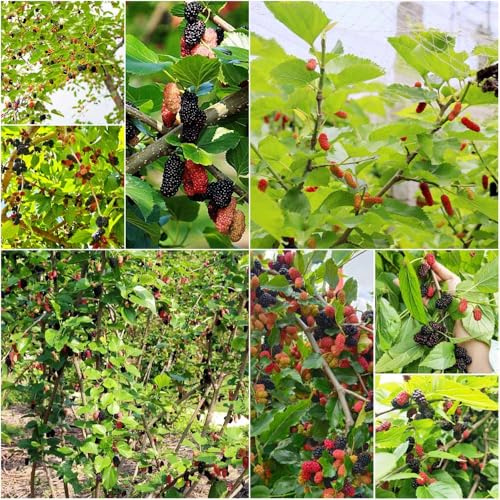 maulbeerbaum - balkonpflanzen winterhart säulenobst obstsamen garten winterharte balkon garten rankpflanzen topfpflanzen draußen winterhart obstbäume 2000samen