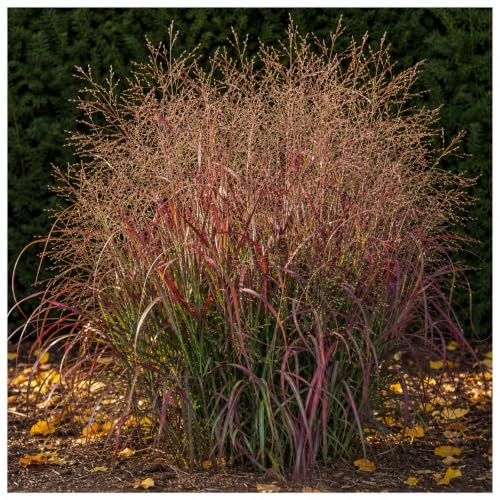 Stauden Gänge 10 x Panicum virgatum 'Squaw' Feuerrote Rutenhirse winterhart | Hohes Ziergras für Sonne, Blüte Juli bis September, mehrjährig, 1 L Topf (11x11 cm)