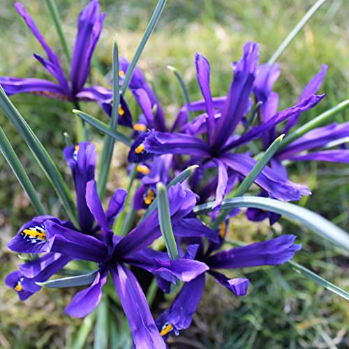 50 Blumenzwiebeln Iriszwiebeln Iris reticulata bienenfreundliche Mischung