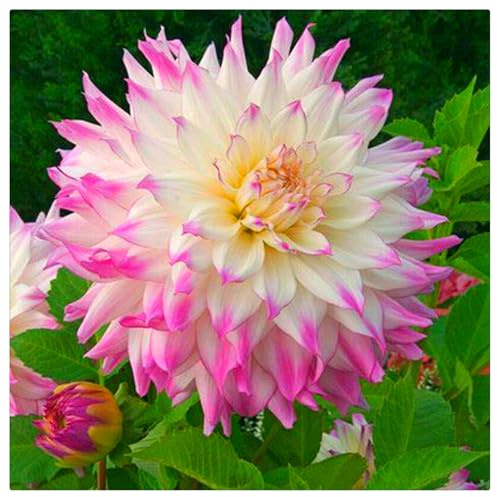 Dahlia Bulbs for Planting,Dahlia Bulbs Mix,Flowering Rhizome,Excellent Display Indoor Perennial Balcony Garden Bulbs,Dahlia Tubers Uk-2bulbs-B