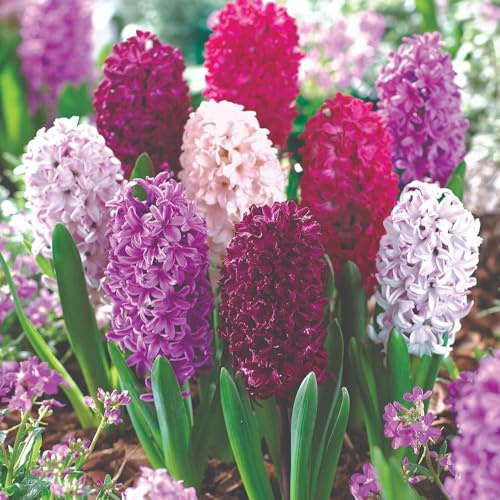 101 Colourful Spring Bulb Collection – Mixed Flowering Bulbs for Borders and Pots – Includes Daffodils Crocus Hyacinths and More – Easy to Grow – by Thompson and Morgan
