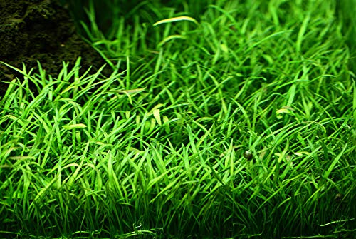 WASSERPFLANZEN WOLFF - ein Topf Brasilianische Graspflanze/Lilaeopsis brasiliensis | Der perfekte Unterwasser-Rasen für den Vordergrund | Kompakter Bodendecker | Nano-Aquarium geeignet