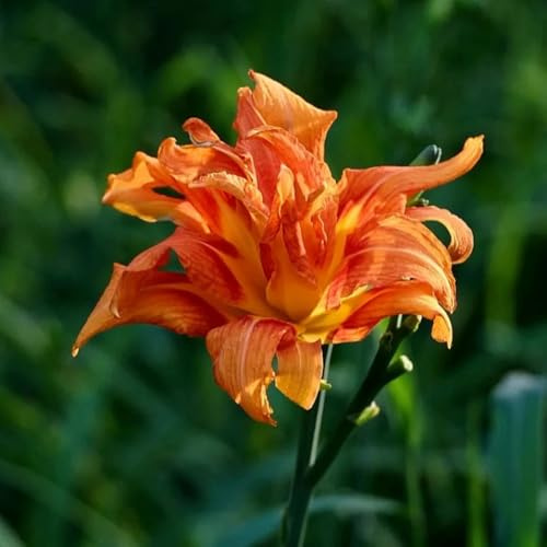 taglilien, blumenwiese mehrjährig, herbst deko gartenblumen, zimmerpflanzen blumendeko für sonnige plätze balkon, wohnzimmer deko 750samen