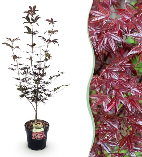 Green boutiQ - Gartenpflanze - Acer palmatum Bloodgood - Japanischer Ahorn - Laubabwerfend - Rot - 1 - Topf 26cm - Höhe 90cm
