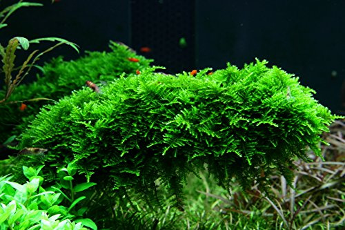 AquaOne Akvarium Växt i Vitro 2 stycken Mossa Vesicularia dubyana jul vattenväxt 1–2 odlade akvarieväxter set mossa mugg laboratorieväxter