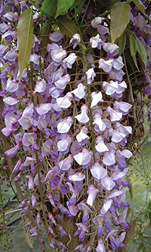 Plant Theory 80-100cm Cane Wisteria floribunda Japanese Wisteria Purple Flowering Vine Climbing Plant Grafted 3L Pot