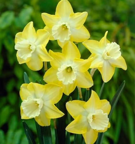 Hillstar Miniature Daffodil Bulbs for Planting - Stunning Color and Blooms (20 Bulbs)