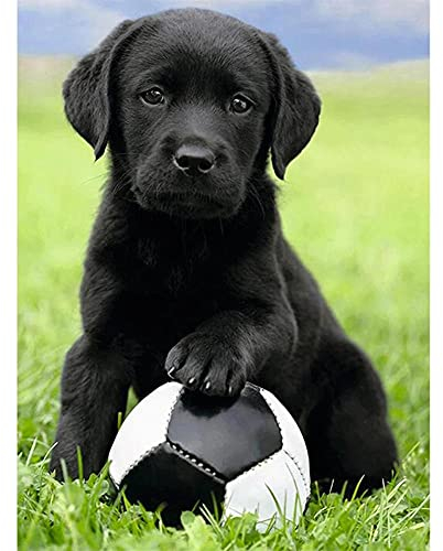 DIY 5D Diamond Painting Bilder Labrador-Hund und Fußball 25x30cm Diamantmalerei Malen Nach Zahlen Full Drill Set kristall Strass kreuzstich Handwerk für Wohnzimmer Schlafzimmer Büro Wand Decor