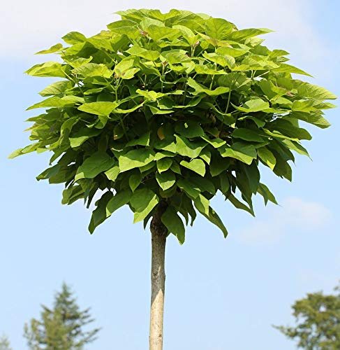 Hochstamm Trompetenbaum 80-100cm - Catalpa bignonioides - lebende Gartenpflanze aus den Baumschulen