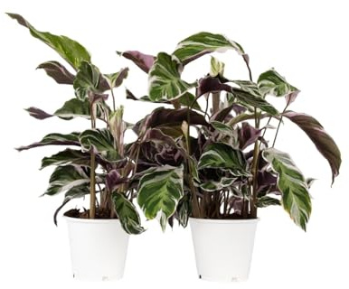 Plant in a Box - Calathea 'Fusion-Weiß' - 2er set - Korbmarante - Luftreinigende Zimmerpflanze - Schönen Blättern - Topf 14cm - Höhe 30-40cm