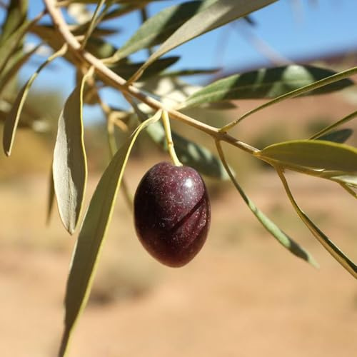 5 piezas semillas de olivo resistentes, semillas orgánicas, semillas de lecho elevado Comprar olivo (Olea europaea) Cama de balcón, plantas de jardín resistentes. plantas en macetas,