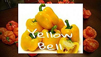 vegherb (25+) Giallo Semi Peperone