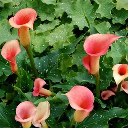 Calla Lily Bulbs-Calla Lily Plant Calla Lily Bulbs UK Calla Lily Bulbs for Planting Now UK,Plant Bulbs,Hardy Perennial,Wedding Flowers,Garden Flowers-4bulbs-a