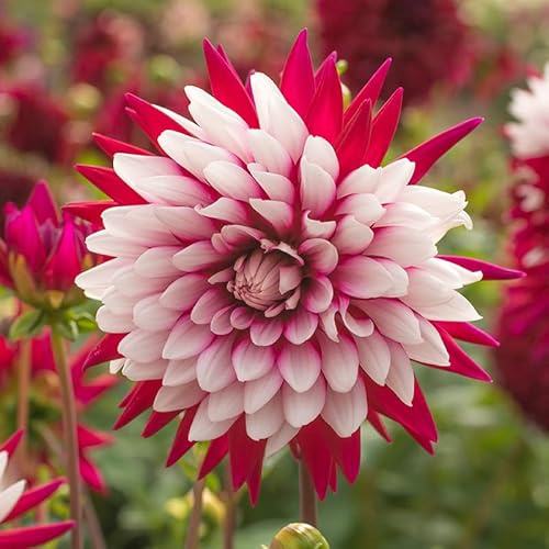 Dahlie Rebecca's World | 1 Stück | Knolle | Rot | Weiß | 100% Blütegarantie | QFB Gardening