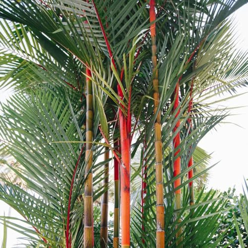 Palmensamen gartensamen kletterpflanze dekopflanzen balkon garten hängepflanzen winterhart mehrjährig winterharte kübelpflanzen hochbeete für garten kräuterpflanzen grünpflanzen 40samen