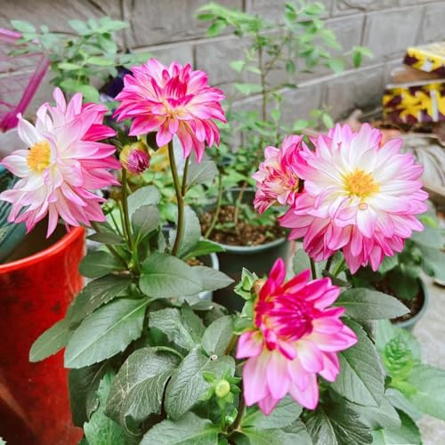 tuberi di dalia decorazione autunnali sostenibili giardino interno 2pcs